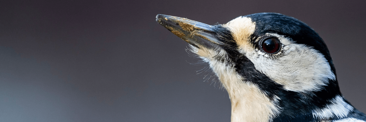 小鸭五笔,我一直在用的五笔输入法,分享一波