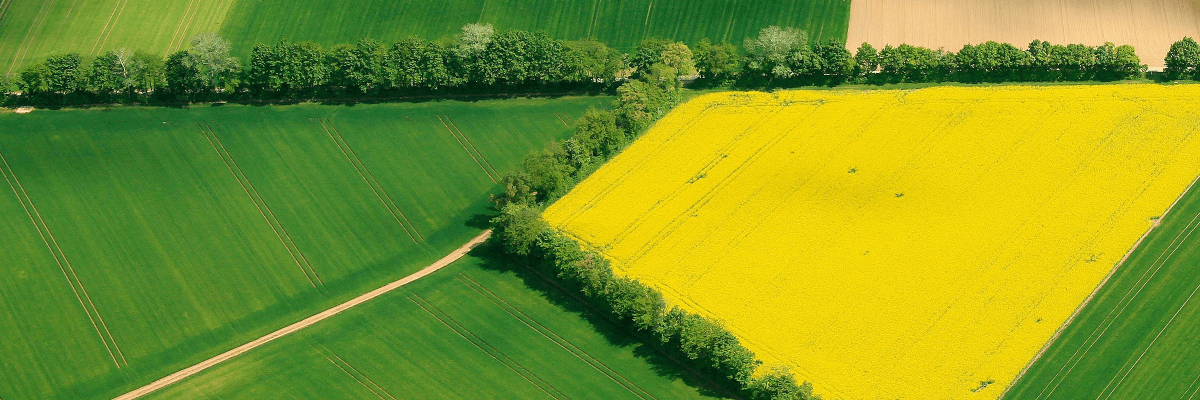 大米先生,一次不好的吃饭体验