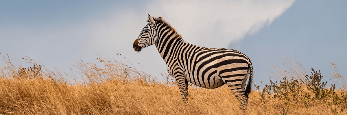 电脑意外断电,WPS 文件未保存?教你如何找回